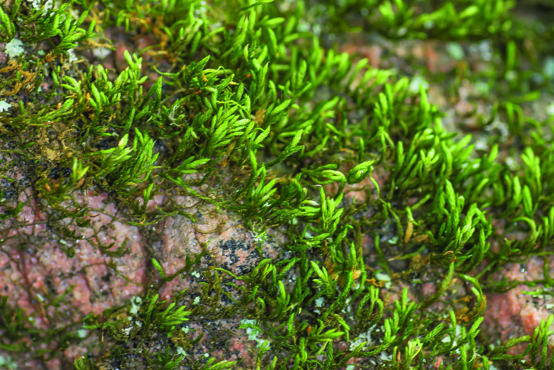 Forsstroemia trichomitria